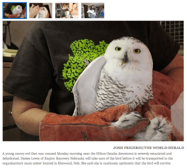 Omaha owl rescue
